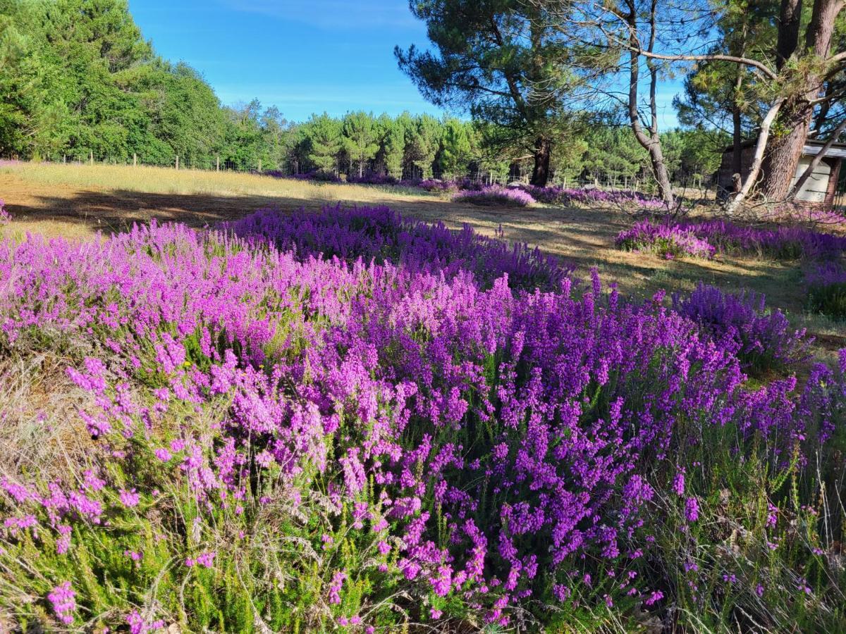 Domaine De La Sarrotte Bed & Breakfast Saugon Luaran gambar